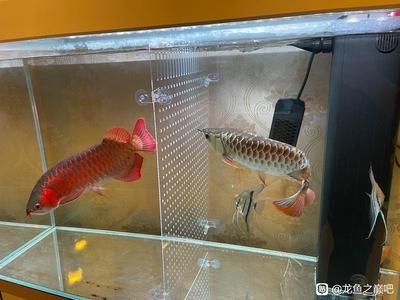 剛買的龍魚多久可以喂（剛買的龍魚可以在入缸后的2-3天喂食需要少一些）
