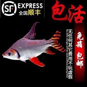 鳳魚吸龍魚的行為是由于鳳魚的天性和龍魚的身體狀況所導致的：鳳魚吸龍魚怎么回事 鳳魚吸龍魚的行為是由于鳳魚的天性和龍魚的身體狀況所導致的：鳳魚吸龍魚怎么回事 龍魚百科 第3張