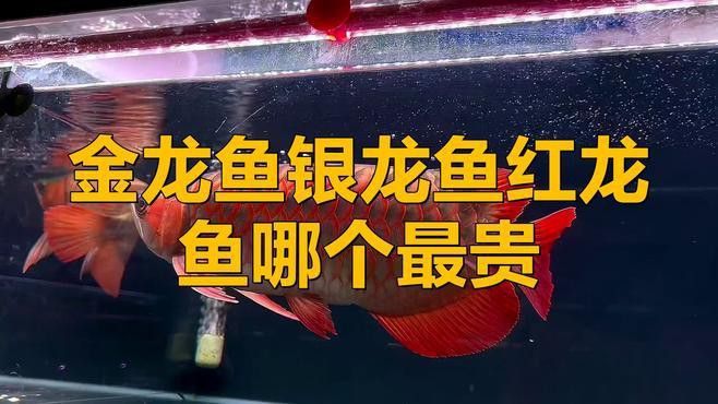 紅龍魚為什么比金龍魚貴很多呢視頻 紅龍魚為什么比金龍魚貴很多呢視頻 龍魚百科 第2張