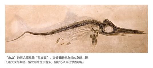 云南龍魚 北京自然博物館：北京自然博物館可以參觀云南龍魚