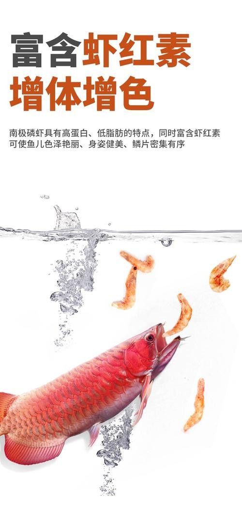 銀龍魚專用魚糧
