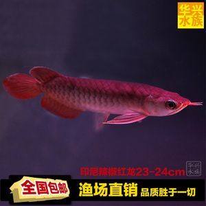 印尼紅龍魚的價格因多種因素而異：印尼紅龍魚大概多少錢一條印尼紅龍魚價格因素而異