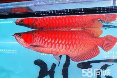 印尼紅龍魚的價格因多種因素而異：印尼紅龍魚大概多少錢一條印尼紅龍魚價格因素而異