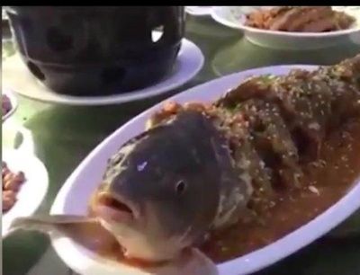 龍魚嘴總是一張一合的怎么辦:龍魚嘴總是一張一合怎么辦 龍魚百科 第2張 龍魚嘴總是一張一合的怎么辦:龍魚嘴總是一張一合怎么辦 龍魚嘴總是一張一合的怎么辦:龍魚嘴總是一張一合怎么辦 龍魚百科 第2張