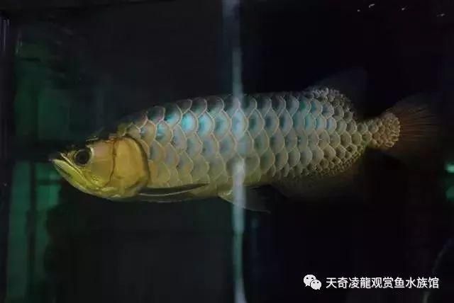 金龍魚吃框過程（如何通過飼養延緩金龍魚吃框過程中的色彩變化）