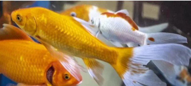 金魚炸鱗了怎么治療