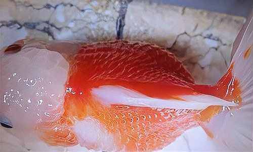 金魚炸鱗了怎么治療