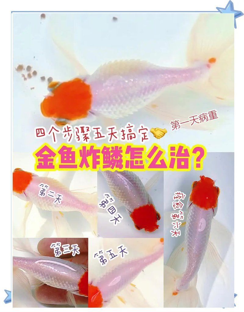 金魚炸鱗了怎么治療