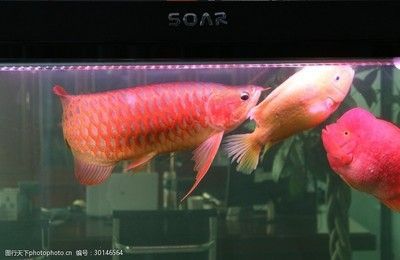 龍魚魚缸水渾濁怎么辦?。糊堲~魚缸水渾濁怎么辦
