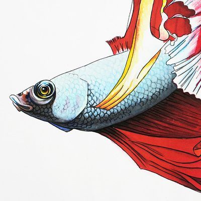 龍魚掛畫寓意：風水龍魚擺設，龍魚掛畫在商業場所的作用