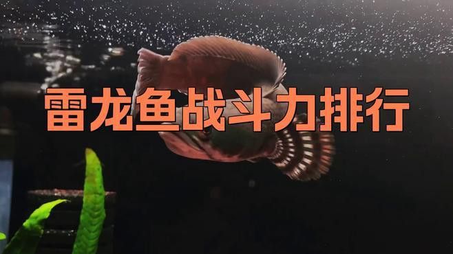 哪些類型的雷龍魚攻擊性最強？