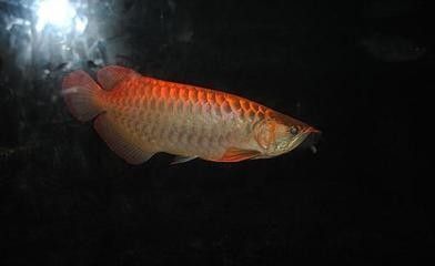 龍魚批發市場地址電話號碼是多少：龍魚批發市場價格對比查詢,龍魚批發市場配送范圍