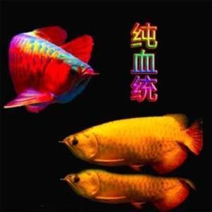 如何挑選小紅龍魚苗視頻：如何挑選小紅龍魚苗