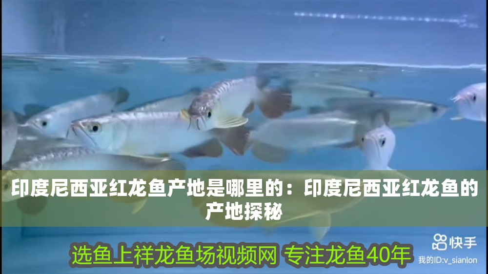 印度尼西亞紅龍魚產地是哪里的：印度尼西亞紅龍魚的產地探秘