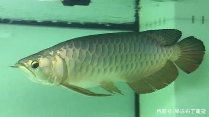 龍魚防掉眼球有用么：如何預防龍魚掉眼