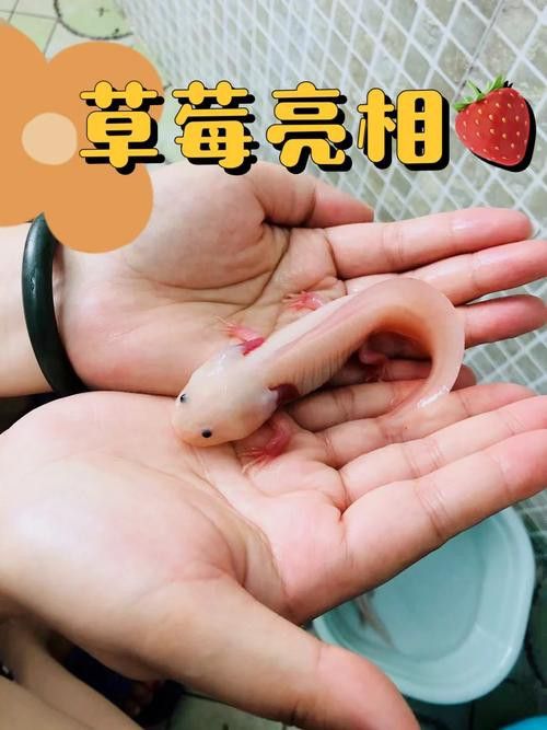 小恐龍魚吃什么長大的食物圖片