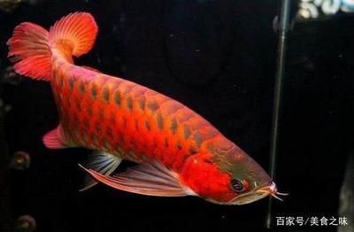 龍魚里什么品種最貴的（龍魚中最貴的品種之一，平均價值300萬左右，價格昂貴） 龍魚里什么品種最貴的（龍魚中最貴的品種之一，平均價值300萬左右，價格昂貴） 龍魚百科 第3張