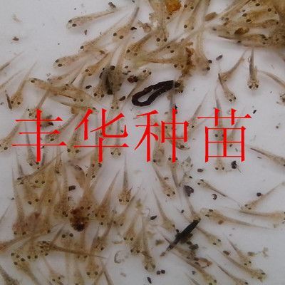 龍魚珠鱗不亮怎么辦：龍魚珠鱗掉了多久能長出來？全面解析恢復時間與護理要點