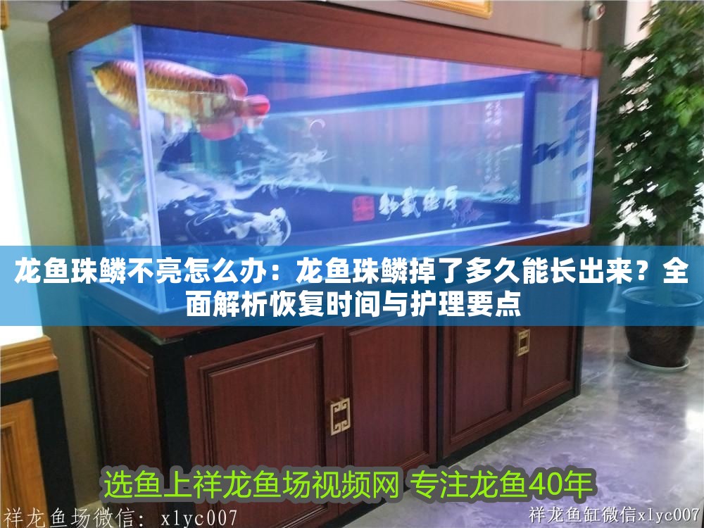 龍魚珠鱗不亮怎么辦：龍魚珠鱗掉了多久能長出來？全面解析恢復時間與護理要點