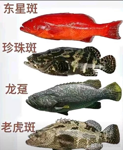 黃花恐龍魚和大花恐龍魚的區別圖片