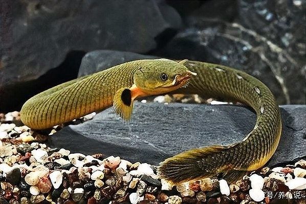 黃花恐龍魚和大花恐龍魚的區別圖片