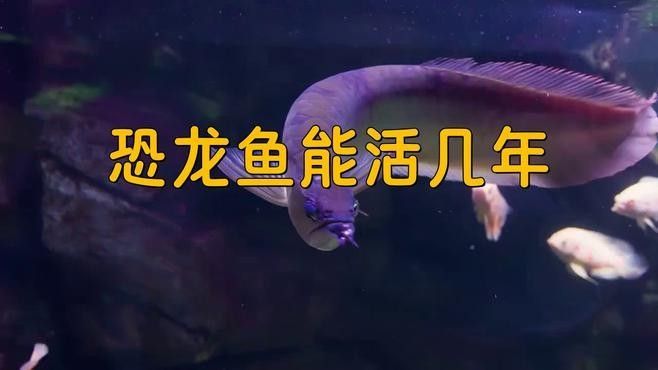 黃花恐龍魚和大花恐龍魚的區別圖片