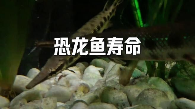 黃花恐龍魚和大花恐龍魚的區別圖片