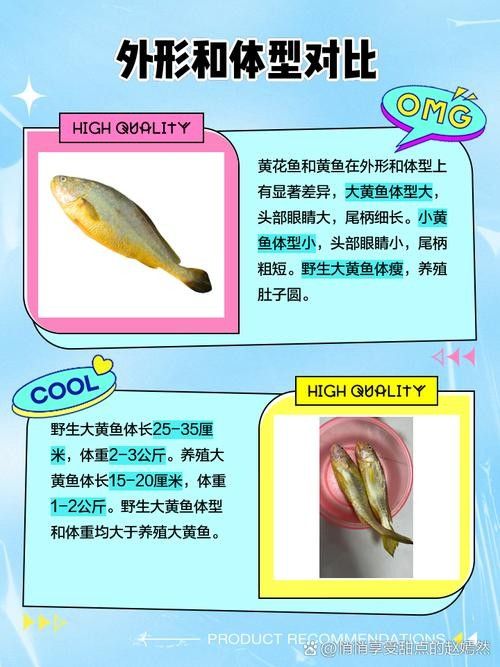 黃花恐龍魚和大花恐龍魚的區別圖片