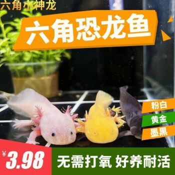 黃金龍魚好養嗎（黃金龍魚好養嗎？）