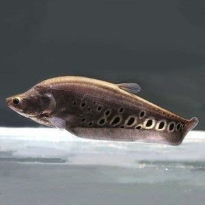 黃金龍魚好養嗎（黃金龍魚好養嗎？）