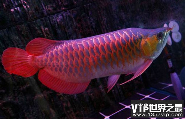 紅龍魚的顏色是什么顏色(紅龍魚發(fā)色的各階段) 龍魚百科 第7張 紅龍魚的顏色是什么顏色(紅龍魚發(fā)色的各階段) 紅龍魚的顏色是什么顏色(紅龍魚發(fā)色的各階段) 龍魚百科 第7張