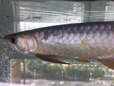 金龍魚掉了10片鱗:金龍魚掉了10片鱗怎么辦 龍魚百科 第2張 金龍魚掉了10片鱗:金龍魚掉了10片鱗怎么辦 金龍魚掉了10片鱗:金龍魚掉了10片鱗怎么辦 龍魚百科 第2張