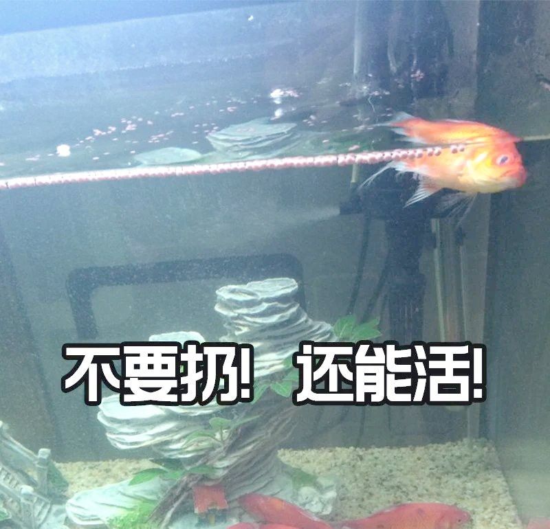 如何預(yù)防小火龍魚窒息？