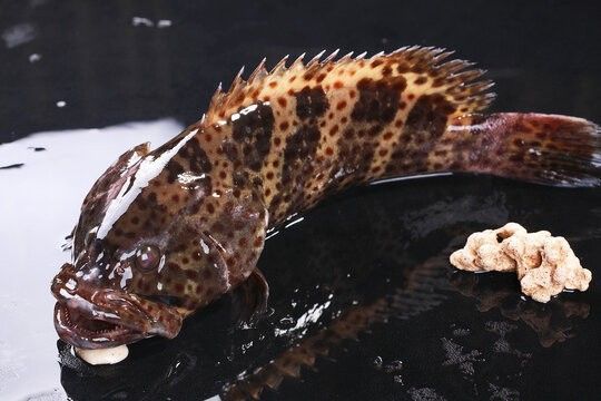 飼料 龍魚頭上發(fā)黑 龍魚百科 龍魚頭上發(fā)黑 龍魚頭上發(fā)黑 龍魚百科
