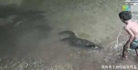 黑色長魚，是什么魚像龍魚：“黑色長魚，像龍魚”，我們可以推測您可能指的是黑骨舌魚