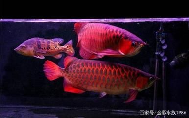 觀賞魚金龍魚喂什么發色好一點（金龍魚吃什么發色最好）