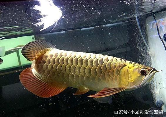 高品質(zhì)金龍魚(yú)怎么樣好養(yǎng)嗎（飼養(yǎng)高品質(zhì)金龍魚(yú)需要注意以下幾個(gè)方面） 高品質(zhì)金龍魚(yú)怎么樣好養(yǎng)嗎（飼養(yǎng)高品質(zhì)金龍魚(yú)需要注意以下幾個(gè)方面） 龍魚(yú)百科 第4張