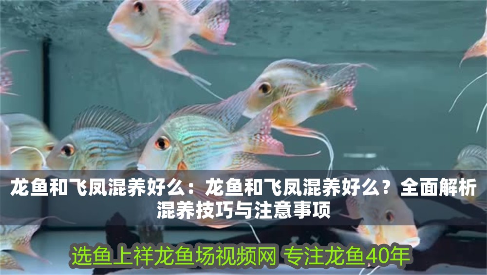 龍魚和飛鳳混養好么：龍魚和飛鳳混養好么？全面解析混養技巧與注意事項