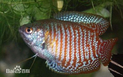 龍魚頭頂密密麻麻黑點(diǎn)是什么意思：龍魚頭頂上出現(xiàn)黑點(diǎn)是什么意思龍魚頭頂密密麻麻黑點(diǎn)是什么意思