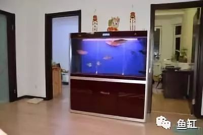 哪些材質的龍擺件適合放在魚缸中？