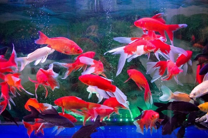 龍魚死亡后多久需要處理？
