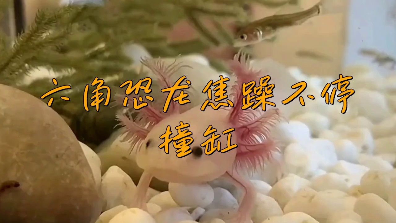 六角恐龍魚在魚缸里亂竄,為什么？