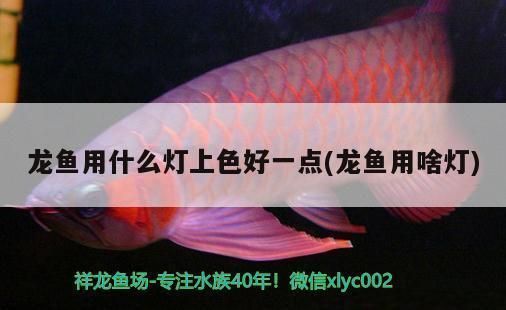 龍魚用什么燈光好養(yǎng)護(hù)：如何選擇和使用燈光來(lái)養(yǎng)好龍魚的一些關(guān)鍵信息