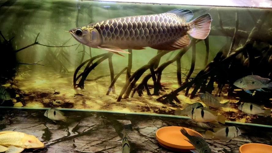 巨型金龍魚圖片高清大圖 巨型金龍魚圖片高清大圖 龍魚百科 第34張