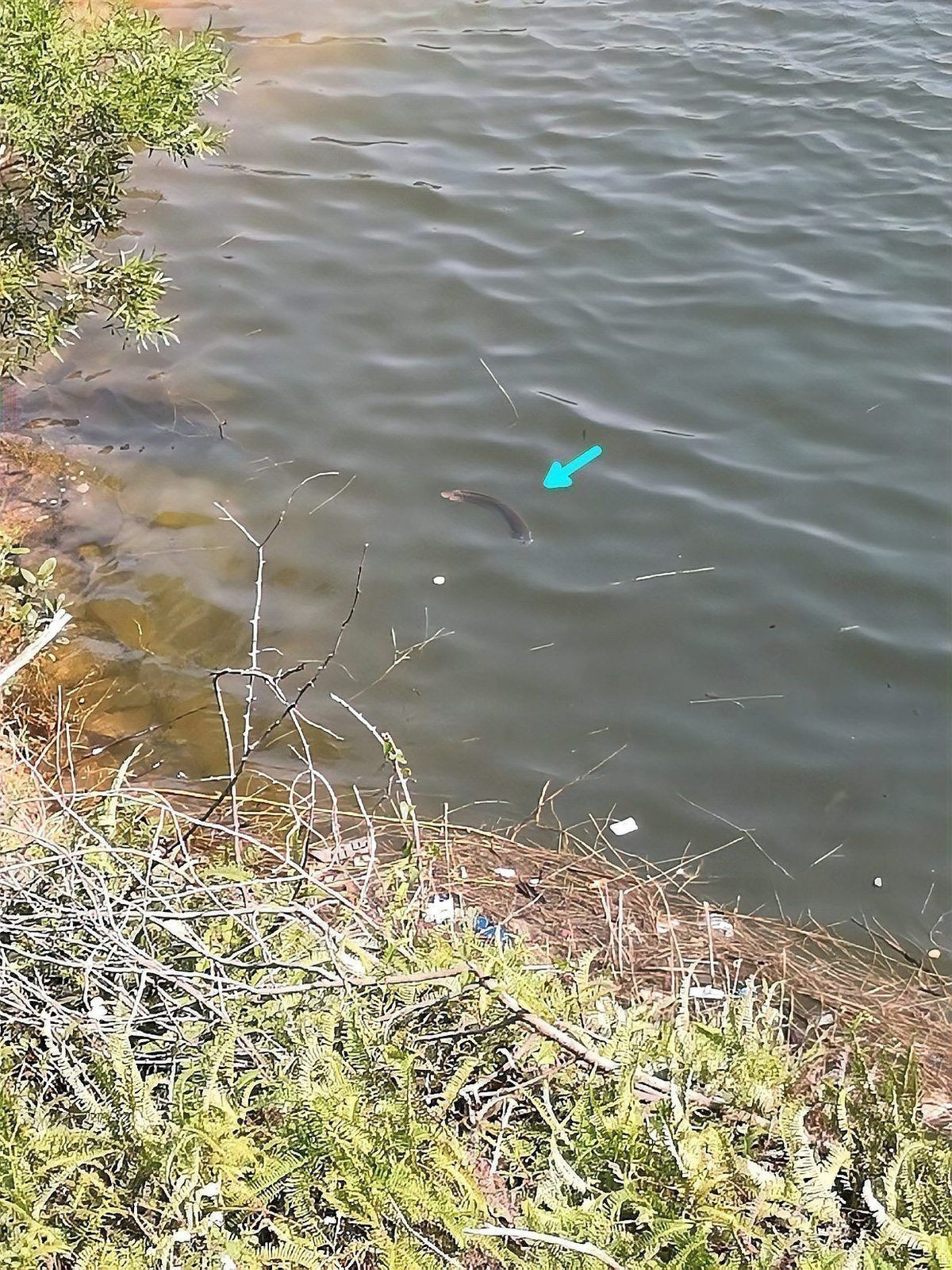 龍魚(yú)不能亂放的原因