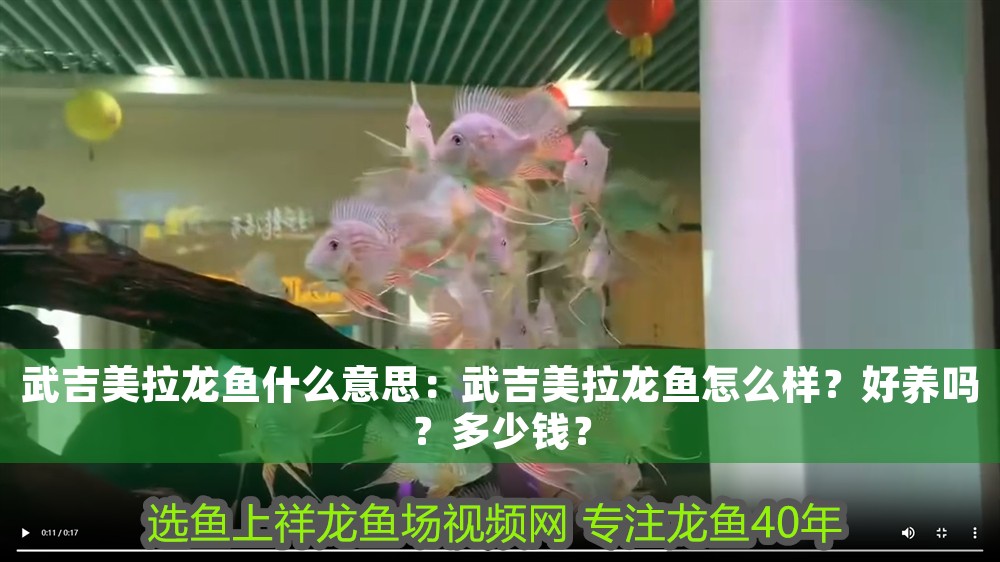 武吉美拉龍魚什么意思:武吉美拉龍魚怎么樣?好養(yǎng)嗎?多少錢? 龍魚百科 第1張 武吉美拉龍魚什么意思:武吉美拉龍魚怎么樣?好養(yǎng)嗎?多少錢? 武吉美拉龍魚什么意思:武吉美拉龍魚怎么樣?好養(yǎng)嗎?多少錢? 龍魚百科 第1張