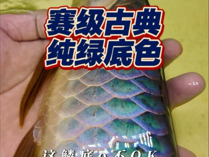 金頭過背金龍魚的市場價格