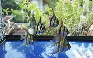挑選龍魚幼苗需要考慮多方面，包括魚的色彩、體型、健康程度等：如何挑選龍魚幼苗