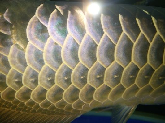 紅龍魚吃海蝦好還是吃河蝦好呢（紅龍魚吃海蝦好還是吃河蝦好呢視頻） 紅龍魚吃海蝦好還是吃河蝦好呢（紅龍魚吃海蝦好還是吃河蝦好呢視頻） 龍魚百科