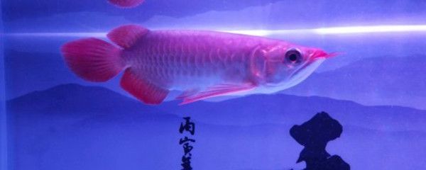 龍魚做掉眼手術后蒙眼了怎么辦：龍魚掉眼怎么辦